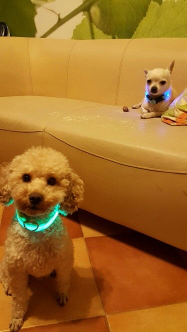 **FREE** ULTRA AWESOME PET LED COLLAR